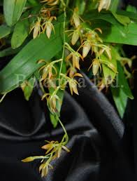 Image result for Cribbia