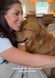 Wally Golden Retriever Influencer