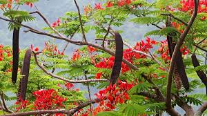 Delonix regia, the flame tree with dry p... | Stock Video | Pond5