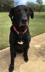 Buy, sell, adopt or place ads for free! 5 Yo Male Black Labrador Retriever Mix Dog For Adoption Near Birmingham Al Adopt Zoomer Today