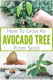How To Grow An Avocado Tree From Seed In 2020 Growing An Avocado Tree Grow Avocado Avocado Plant