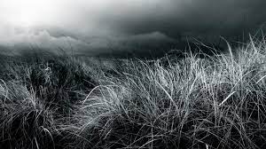 Grayscale Photograph Of Grass Photography Nature Landscape Field Plants Monochrome 1080p Wallpaper Hdwallpaper De Grayscale Field Wallpaper Landscape