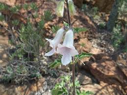 Image result for Ceratotheca triloba