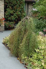 Walker Weeping Peashrub Caragana Arborescens Walker At Peck S Green Thumb Nursery Arborescens Landscape Dog Friendly Garden