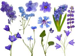 Check spelling or type a new query. Different Types Of Flowers Flower Types Monocots And Dicots