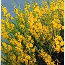 Image result for Aptosimum junceum