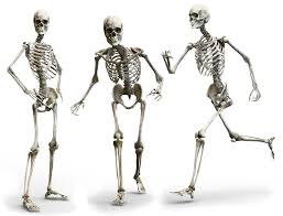 Bones are organs that produce red and white blood cells, store minerals, enable. Skeleton Human Bone Free Image On Pixabay