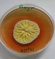 Image result for Allophylus ferrugineus