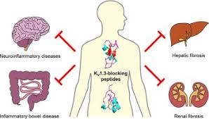 Established in 1962, camco paints, inc. The Voltage Gated Potassium Channel Kv1 3 As A Therapeutic Target For Venom Derived Peptides Sciencedirect