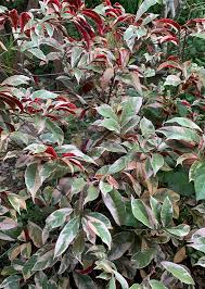 Image result for Excoecaria