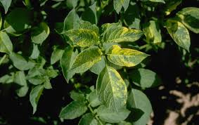 Image result for Alfalfa mosaic virus