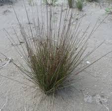 Image result for Fimbristylis aphylla