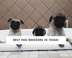 Pug puppies\r\n12 weeks old purebred pug puppies. 8 Best Pug Breeders In Texas 2021 We Love Doodles