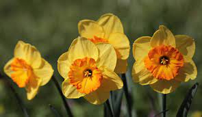 Karen arnold ha rilasciato questa immagine fiori gialli narcisi con licenza di dominio pubblico. Narciso Il Fiore Della Primavera Come Coltivarlo