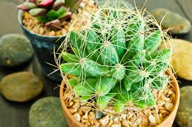Frequent special offers and discounts up to 70% off for all products! Cactus Entretien Conseils Lumiere Et Arrosage
