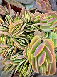Image result for Kalanchoe rotundifolia