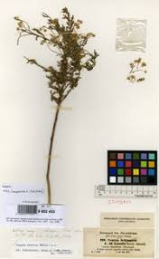 Image result for Erigeron schimperi