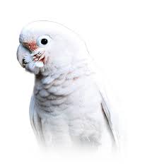 How do you establish that blissful relationship with a goffins cockatoo? Goffin S Cockatoo Personality Food Care Pet Birds By Lafeber Co