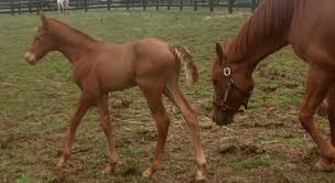 An intact male horse over two years old is called a… a. What Do You Call The Baby Of A Horse Trivia Questions Quizzclub