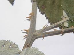 Image result for Rubus rigidus