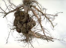 Image result for Rhizobium radiobacter, syn. Agrobacterium tumefaciens