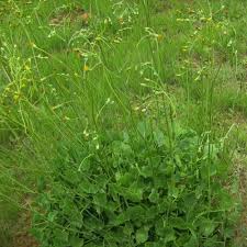 Image result for Senecio oxyriifolius