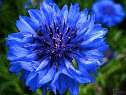 Red cornflower is very light adaptable and will do well in full sun up to half. Bachelor Button Home Facebook