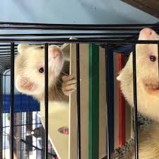 Greentree eastern hotel(ganso)is centrally located in linping, yuhang district, hangzhou. Greentree Pet Center 1604 Greentree Blvd