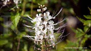 Bunga tumbuhan ini sangat khas: 6 Manfaat Daun Kumis Kucing Sebagai Obat Herbal Untuk Batu Ginjal Sampai Asam Urat