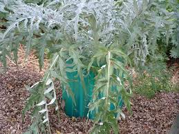 Orders are not shipped within a given time frame of receipt but rather based on many factors including proper planting time, weather, and product. Growing Artichokes In Spite Of Mother Nature Veggie Gardening Tips