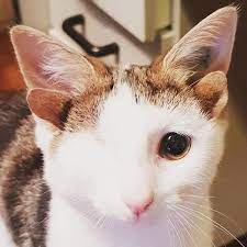 Kitty With 4 Ears And One Eye Found Forever Home And His Humans Are Taking Good Care Of Him Kittens Cutest Baby Animals Funny Cute Cats
