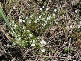 Image result for Sagina abyssinica