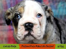 Call park ridge, il chiropractor dr. English Bulldog Puppies Petland Chicago Ridge