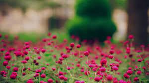 Spring Desktop Backgrounds 2021 Live Wallpaper Hd Spring Wallpaper Spring Desktop Wallpaper Spring Wallpaper Hd