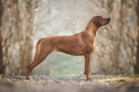 At 6 1/2 months old, your rhodesian ridgeback is quite large for his age, so taking him to the vet to confirm that he is healthy is. Rhodesian Ridgeback Steckbrief Charakter Wesen Und Haltung