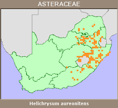 Image result for Helichrysum aureo-nitens