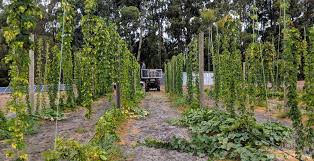 Check spelling or type a new query. A Day In The Life Of A Hop Farmer The Crafty Pint