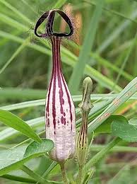 Image result for Ceropegia meyeri