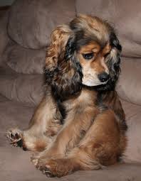 Cocker Spaniel Dogs Puppies Cocker Spaniel Puppies