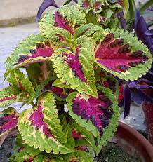 Image result for Coleus rhodesianum