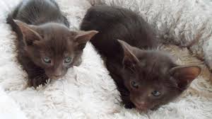 Тогда вам сюда доставка ✈️ владелец @dokctor1 vk.com/doctor_fluffy_army. Havana Brown Price Personality Lifespan