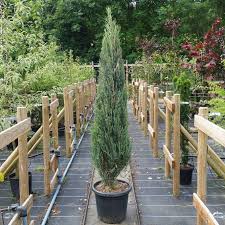 In the east it often (inappropriately) called the red cedar. Juniperus Scopulorum Blue Arrow Blue Juniper Trees For Sale
