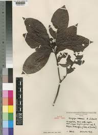 Image result for Psychotria peduncularis