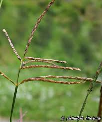 Image result for Phacelurus