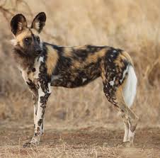 Dogs have been bred all around the world. African Wild Dog Natureisfuckinglit