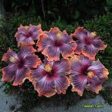 Taiwan Gem Taiwan Hibiscus Linda Lee Hibiscus Plant Flower Seeds Hibiscus Flowers