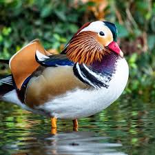 See more ideas about duck pictures, duck, duck hunting. Mandarin Mania How A Hot Duck Enraptured New York City New York The Guardian