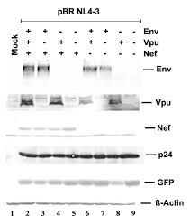 Abb 3 Proteinexpression Der Rekombinanten Hiv 1 Nl4 3 Konstrukte Download Scientific Diagram