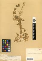 Image result for Cerastium octandrum