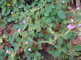 Image result for Desmodium